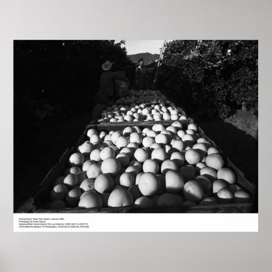 Zitrusfrüchte, Januar 1956 von Ansel Adams Poster (Vorne)