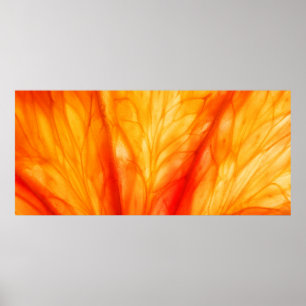 Zitrusfrüchte-Slice mit hinterleuchtetem, abstrakt Poster