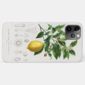 Zitrusfrüchte Zitrusfrüchte botanischer Limonium I Case-Mate iPhone Hülle (Rückseite (Horizontal))