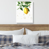 Zitrusfrüchte Zitrusfrüchte botanischer Limonium I Leinwanddruck (Insitu (Schlafzimmer))