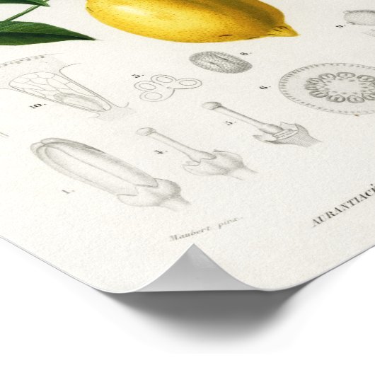 Zitrusfrüchte Zitrusfrüchte botanischer Limonium I Poster (Ecke)