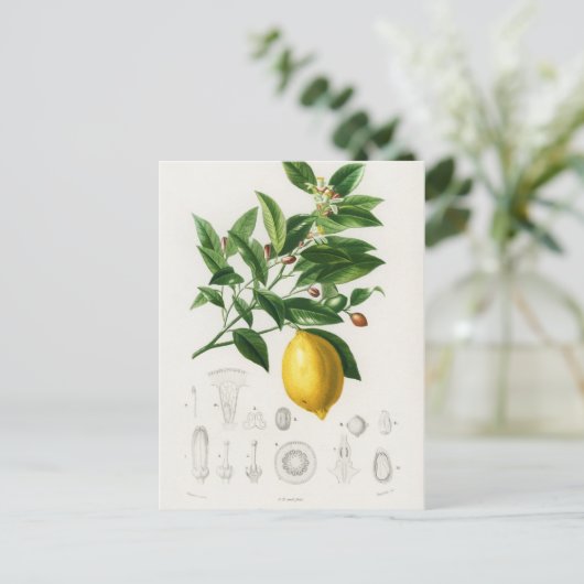 Zitrusfrüchte Zitrusfrüchte botanischer Limonium I Postkarte (Stehend Vorderseite)