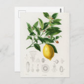 Zitrusfrüchte Zitrusfrüchte botanischer Limonium I Postkarte (Vorne/Hinten)