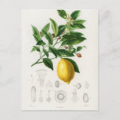 Zitrusfrüchte Zitrusfrüchte botanischer Limonium I Postkarte (Vorderseite)