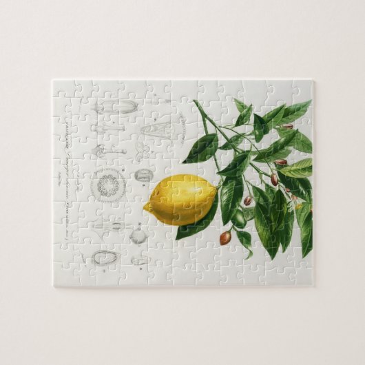 Zitrusfrüchte Zitrusfrüchte botanischer Limonium I Puzzle (Horizontal)