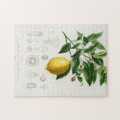 Zitrusfrüchte Zitrusfrüchte botanischer Limonium I Puzzle (Horizontal)