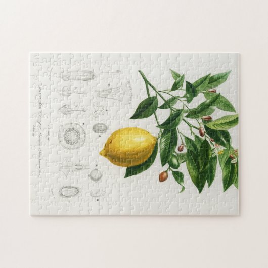 Zitrusfrüchte Zitrusfrüchte botanischer Limonium I Puzzle (Horizontal)