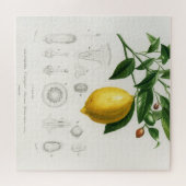 Zitrusfrüchte Zitrusfrüchte botanischer Limonium I Puzzle (Horizontal)