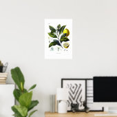 Zitruslimonum (Lemon) Poster (Heimbüro)