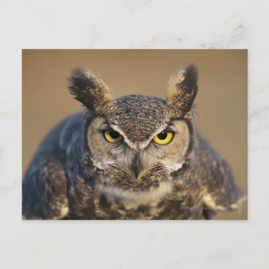 zittern, usa postkarte (Vorderseite)