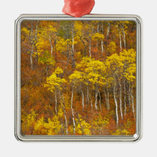 Zitterpappel-Hain in herbstlicher Hochfarbe in 2 Silbernes Ornament