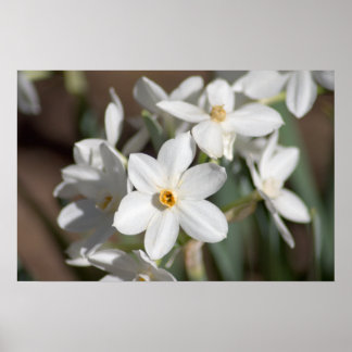 Ziva Paper White Blume Poster