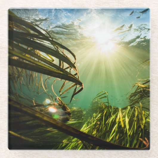 Zizania Texana Glasuntersetzer (Vorderseite)