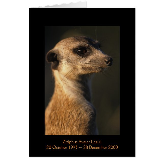 Ziziphus - Legenden-Karte (Vorne)