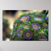 Zoanthid Coral 1 Poster (Vorne)