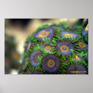 Zoanthid Coral 1 Poster