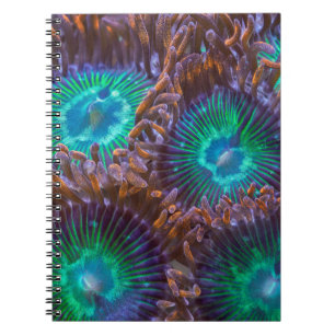 Zoanthid Muster Notizblock