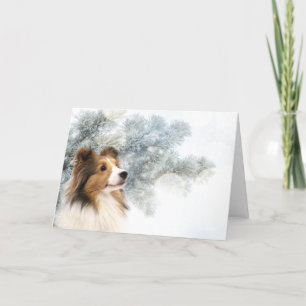 Zobel Sheltie Weihnachten