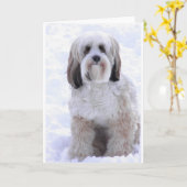 Zobel und Weiß tibetanischen Terriers Karte (Gelbe Blume)