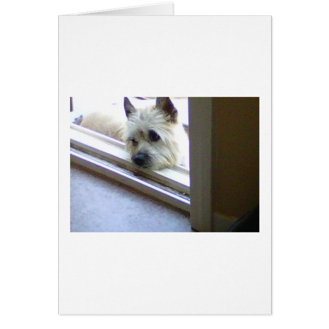 Zoe Cairn Terrier (Vorne)