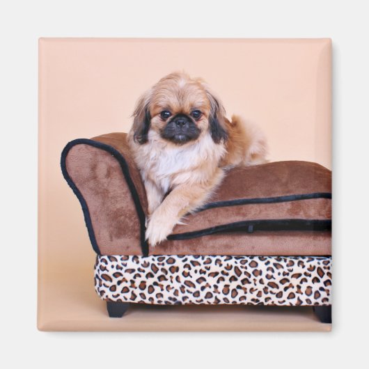 Zoe - Pekingese Magnet (Vorne)