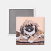 Zoe - Pekingese Magnet (Vorderseite/Rückseite)