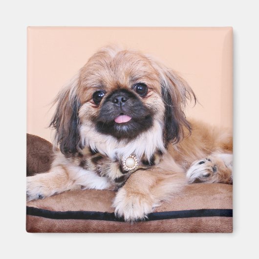 Zoe - Pekingese Magnet (Vorne)