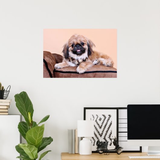 Zoe - Pekingese Poster (Heimbüro)