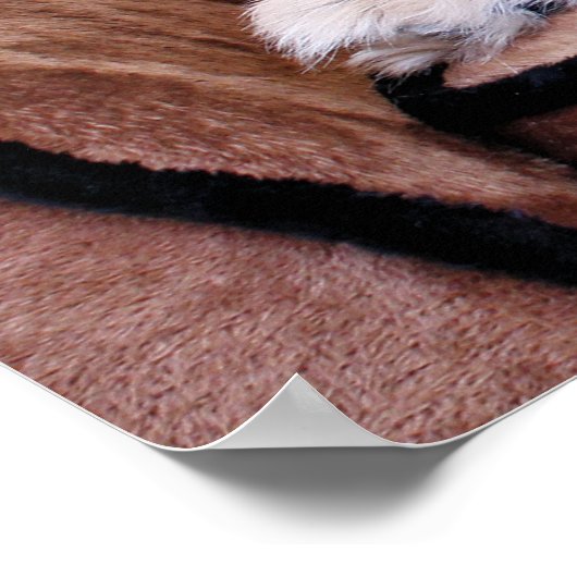 Zoe - Pekingese Poster (Ecke)