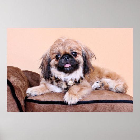 Zoe - Pekingese Poster (Vorne)