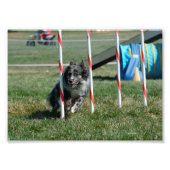 Zoey 2 fotodruck (Vorne)