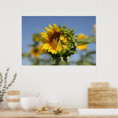 zögerlich poster (Küche)