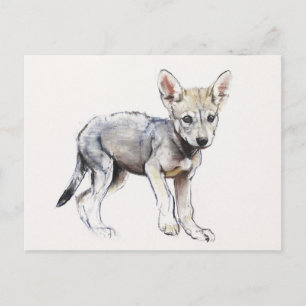 Zögern von Arabian Wolf Pup 2009 Postkarte