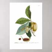 Zollapfel Poster (Vorne)