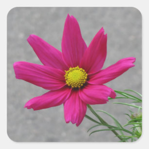Zollaufkleber für die rosa Blume Quadratischer Aufkleber