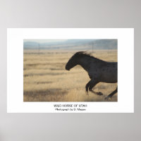 ZOLLBARE WILDPFERDE VON UTAH FOTOGRAPH