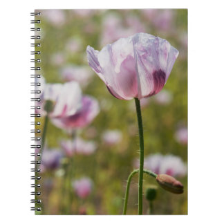 Zomers veld met lila bloemen in bloei. notizblock