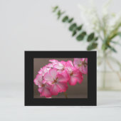 Zonale geranium 'Cattolica' Postkarte (Stehend Vorderseite)