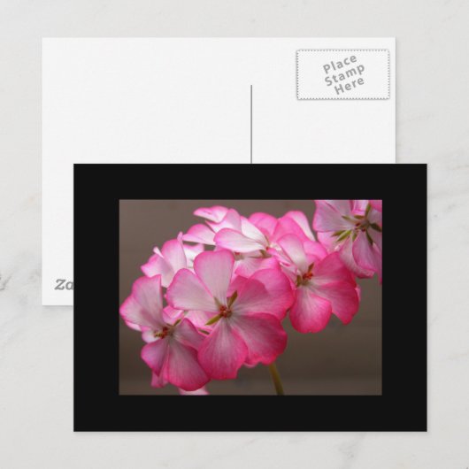 Zonale geranium 'Cattolica' Postkarte (Vorne/Hinten)