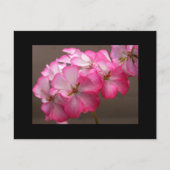 Zonale geranium 'Cattolica' Postkarte (Vorderseite)