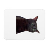 Zonierte Katze, ausgewiesen Magnet (Horizontal)
