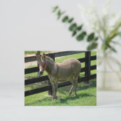 Zonkey benannt nach Donkey und Zebra-Mischung Postkarte (Stehend Vorderseite)