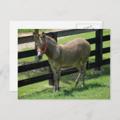 Zonkey benannt nach Donkey und Zebra-Mischung Postkarte (Vorne/Hinten)