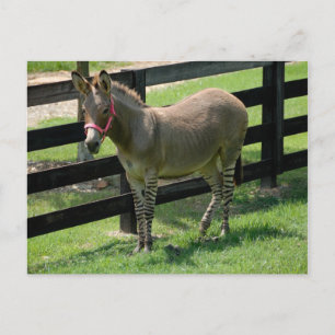 Zonkey benannt nach Donkey und Zebra-Mischung Postkarte