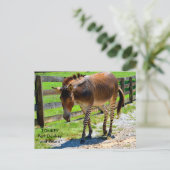 Zonkey-Esel und Zebra Postkarte (Stehend Vorderseite)