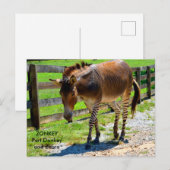 Zonkey-Esel und Zebra Postkarte (Vorne/Hinten)