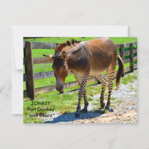 Zonkey-Esel und Zebra Postkarte