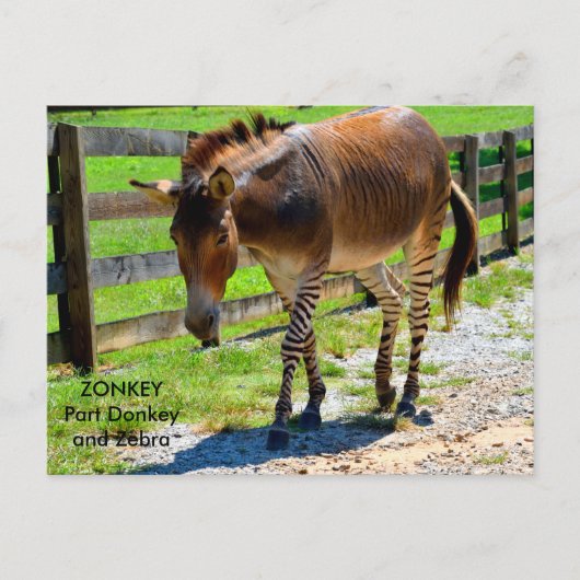 Zonkey-Esel und Zebra Postkarte (Vorderseite)
