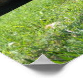 Zonkey-Name für Esel und Zebra-Mischung Poster (Ecke)