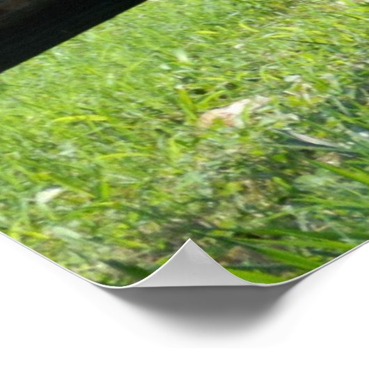 Zonkey-Name für Esel und Zebra-Mischung Poster (Ecke)